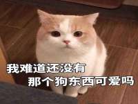 哈尔滨智慧星教育信息咨询有限责任公司
